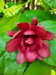 Каликант цветущий семена (5 шт) (Calycanthus floridus) красный флоридус - изображение 7