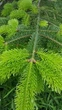 Ялиця бальзамічна насіння (20 шт) (Abies balsamea) пихта - зображення 9