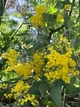 Мімоза Акація срібляста насіння (20 шт) (Acacia dealbata) жовта декоративна - зображення 5