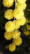 Мімоза Акація срібляста насіння (20 шт) (Acacia dealbata) жовта декоративна - зображення 6
