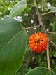 Брусонетія паперова насіння (10 шт) (Broussonetia papyrifera) японська шовковиця паперове дерево - зображення 11