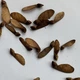 Клен французський насіння (10 шт) (Acer monspessulanum) монпелійський трилопатевий - зображення 12