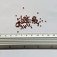 Брусонетія паперова насіння (10 шт) (Broussonetia papyrifera) японська шовковиця паперове дерево - зображення 12