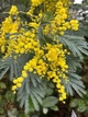 Мімоза Акація срібляста насіння (20 шт) (Acacia dealbata) жовта декоративна - зображення 14
