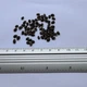 Мімоза Акація срібляста насіння (20 шт) (Acacia dealbata) жовта декоративна - зображення 15