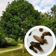 Клен польовий насіння (10 шт) (Acer campestre) паклен підкленок - зображення 1