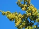 Граб європейський насіння 5 гр. (прибл. 90 шт) (Carpinus betulus) звичайний кавказський - зображення 5