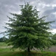 Дуб Болотяний насіння (5 шт) (Quercus palustris) жолудь - зображення 2