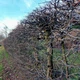 Граб європейський насіння 5 гр. (прибл. 90 шт) (Carpinus betulus) звичайний кавказський - зображення 13