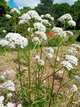 Валериана лекарственная семена 0,5 гр. (прибл. 900 шт) (Valeriana officinalis) кошачья трава медонос - изображение 4