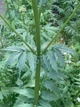Валериана лекарственная семена 0,5 гр. (прибл. 900 шт) (Valeriana officinalis) кошачья трава медонос - изображение 6