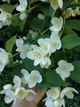 Жасмін садовий насіння 5 коробочок (прибл. 700 шт) (Philadelphus coronarius) чубушник звичайний - зображення 12