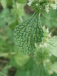 Шандра обыкновенная семена (20 шт) (Marrubium vulgare) мята конская маррубиум белый лекарственный медонос - изображение 9