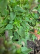 Лофант мексиканський насіння 0,2 гр. (прибл. 500 шт) (Agastache mexicana) агастах багатоколосник медонос багаторічний гігантський гісоп - зображення 3