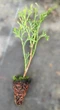 Туя Смарагд західна 10-14 см касета -160шт (Thuja occidentalis Smaragd ) - зображення 2