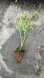 Туя Смарагд західна 10-14 см касета -160шт (Thuja occidentalis Smaragd ) - зображення 3