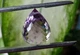 Аметист бриолет 25.18ct 19,4 х 15,7 х 14,5 мм (10124) - изображение 5