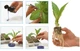 Clonex Growth Technology 50ml гель для клонування рослин - зображення 3