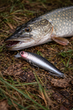 Воблер Minnow Lure 0117 для лову окуня, щуки, судака, жереха/довжина 8,5 см/вага 9,2 г/ - зображення 5