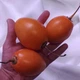 Cyphomandra Betacea Yellow (Tamarillo, Цифомандра, Тамарилло желтое), семена 5 шт) - изображение 3