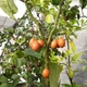 Cyphomandra Betacea Yellow (Tamarillo, Цифомандра, Тамарилло желтое), семена 5 шт) - изображение 5