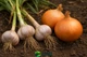 Добриво для часнику та цибулі GrassNature 8 кг - зображення 2