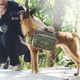 Тактичний рюкзак OneTigirs Mammoth Dog Pack для собак Койот L (161211) - зображення 7