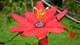 Пассифлора маниката (Passiflora manicata), семена 5 шт - изображение 4