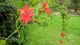 Пассифлора маниката (Passiflora manicata), семена 5 шт - изображение 6