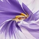 Chusta damska Liu Jo 2A6053T2745-00102 Lawendowa (800070353941) - obraz 4
