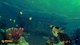 Ключ активации Deep Diving Adventures для Xbox One/Series S/X - изображение 6