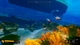 Ключ активации Deep Diving Adventures для Xbox One/Series S/X - изображение 14