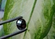 Муассанит 2.99 carat 10.98 х 8.65 х 4.13 мм (387656) - изображение 2