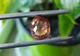 Турмалин 7.04 ct 12.7 X 10.2 X 7.4 mm (704127) - изображение 6