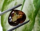 Империал топаз 32.66 Ct. 20.2 x 17.2 x 12.7 mm (18603) - изображение 4