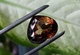 Империал топаз 32.66 Ct. 20.2 x 17.2 x 12.7 mm (18603) - изображение 5