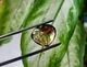 Империал топаз 32.66 Ct. 20.2 x 17.2 x 12.7 mm (18603) - изображение 6