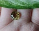 Цитрин 4.07ct 10,0 х 10,0 х 6,5 мм (3473408) - изображение 7