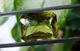 Лимонный кварц 32.64 ct 23.6x18.2 mm (325423) - изображение 4