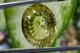 Лимонный кварц 26.96 ct 22.2 x 18 mm (269622) - изображение 5