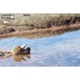 Пазл Eugy 3D Зоопарк Морская выдра (XEG-060) Eugy XEG-060 1026203 - изображение 6