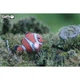 Пазл Eugy 3D Зоопарк Рыба-клоун (XEG-037) Eugy XEG-037 1026780 - изображение 8