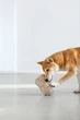 Пошукова іграшка для собак Palopa Sniffing Roll Kalpi Бежевий - зображення 3