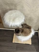 Деревянная когтеточка для кота 110 см из натуральной ветки с мягкими лежанками - изображение 3
