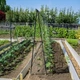 Огуречная сетка AgroStar 1.7×10 м, ячейка 13×15 мм — шпалерная сетка для подвязки огурцов - изображение 5