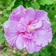 Гибискус сирийский Lavender Chiffon 1л - изображение 1