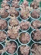 Тиарелла сердцелистная Pink Skyrocket (Tiarella cordifolia „Pink Skyrocket“) — декоративный многолетник для тени Р9 - изображение 5
