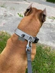 Ошейник для собак EzyDog Neo Classic Grey Large 45-51 см - изображение 2