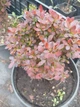 Барбарис тунберга Багатель. (Berberis thunbergii Bagatelle) С3 - изображение 6