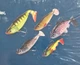 Набір силіконових приманок Crivit Shad Fishing Lure Set для щуки, судака, окуня (5 шт., 8-36 г) - зображення 3